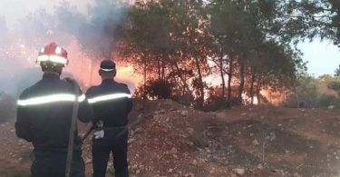 الحصيلة الأولية لحرائق الغابات في الجزائر