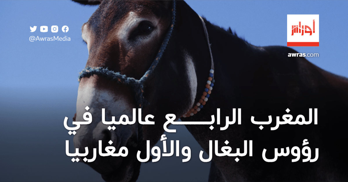 المغرب الرابعة عالميا من حيث عدد رؤوس البغال وهذا ترتيب الجزائر