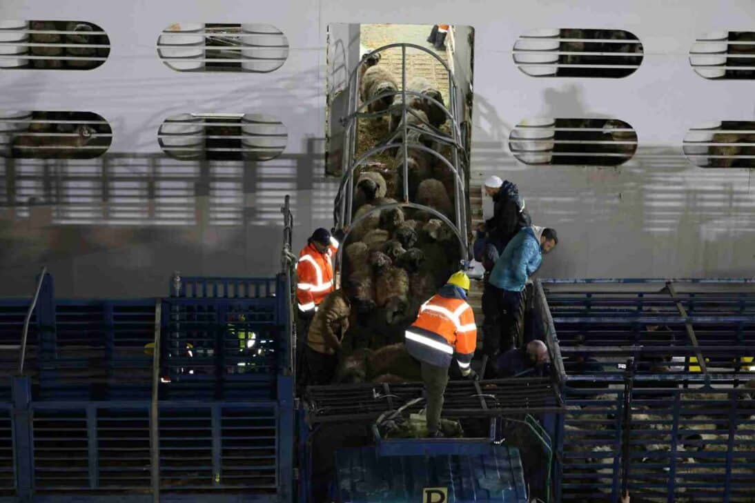 طاقم عمل يقوم بعملية تفريغ الأغنام المستوردة من رومانيا من السفينة